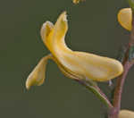 Smallflower fumewort